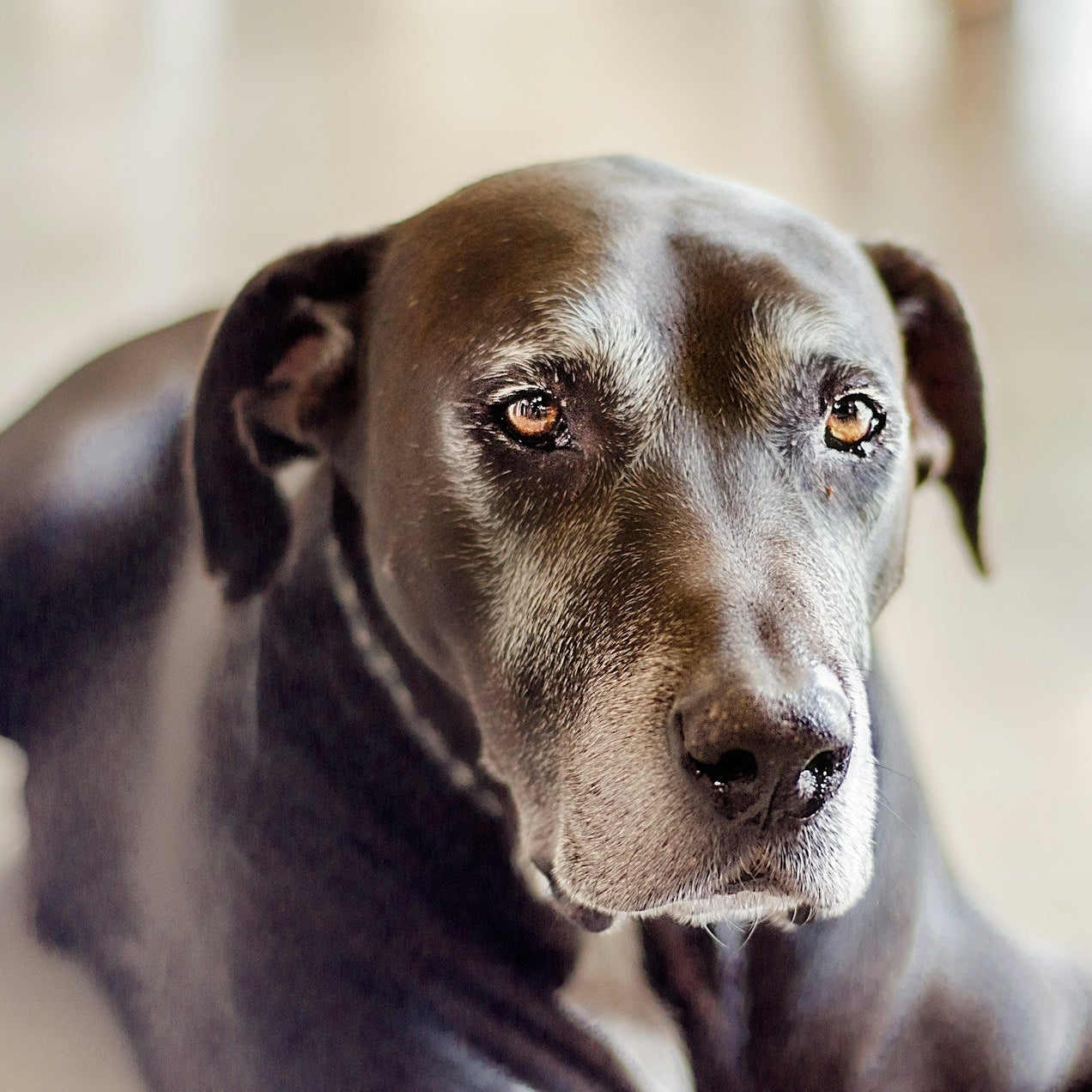 Eco Dog Hydrating Coat Conditioner