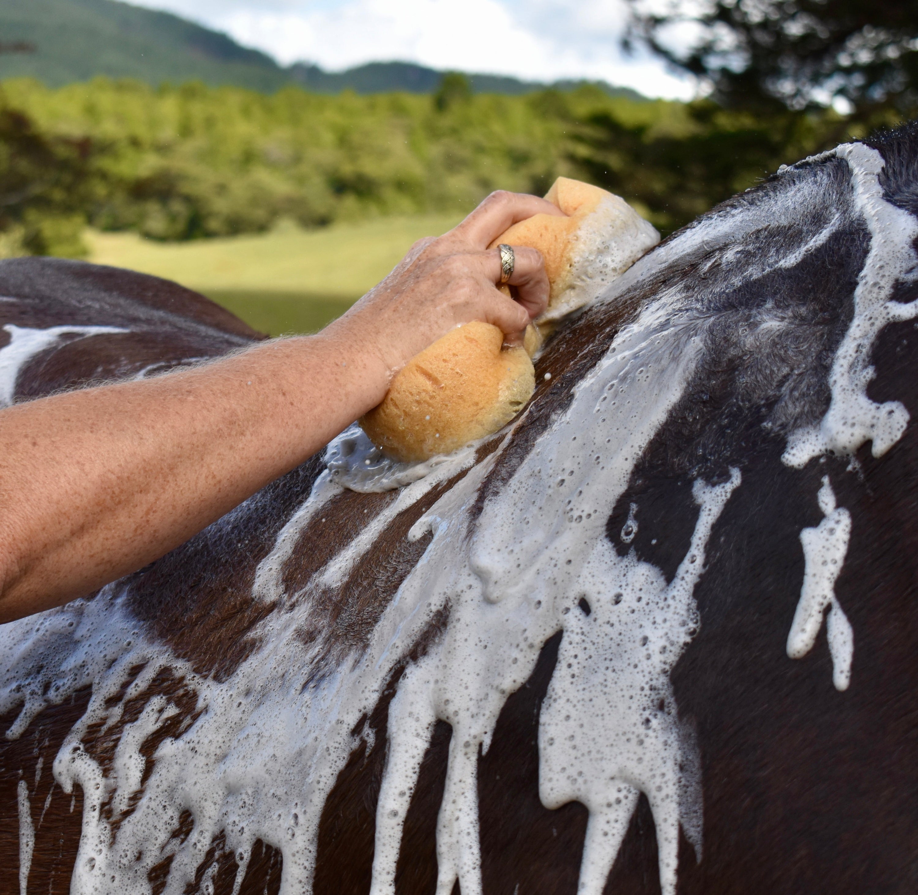 Clean & Shine Grooming Bundle