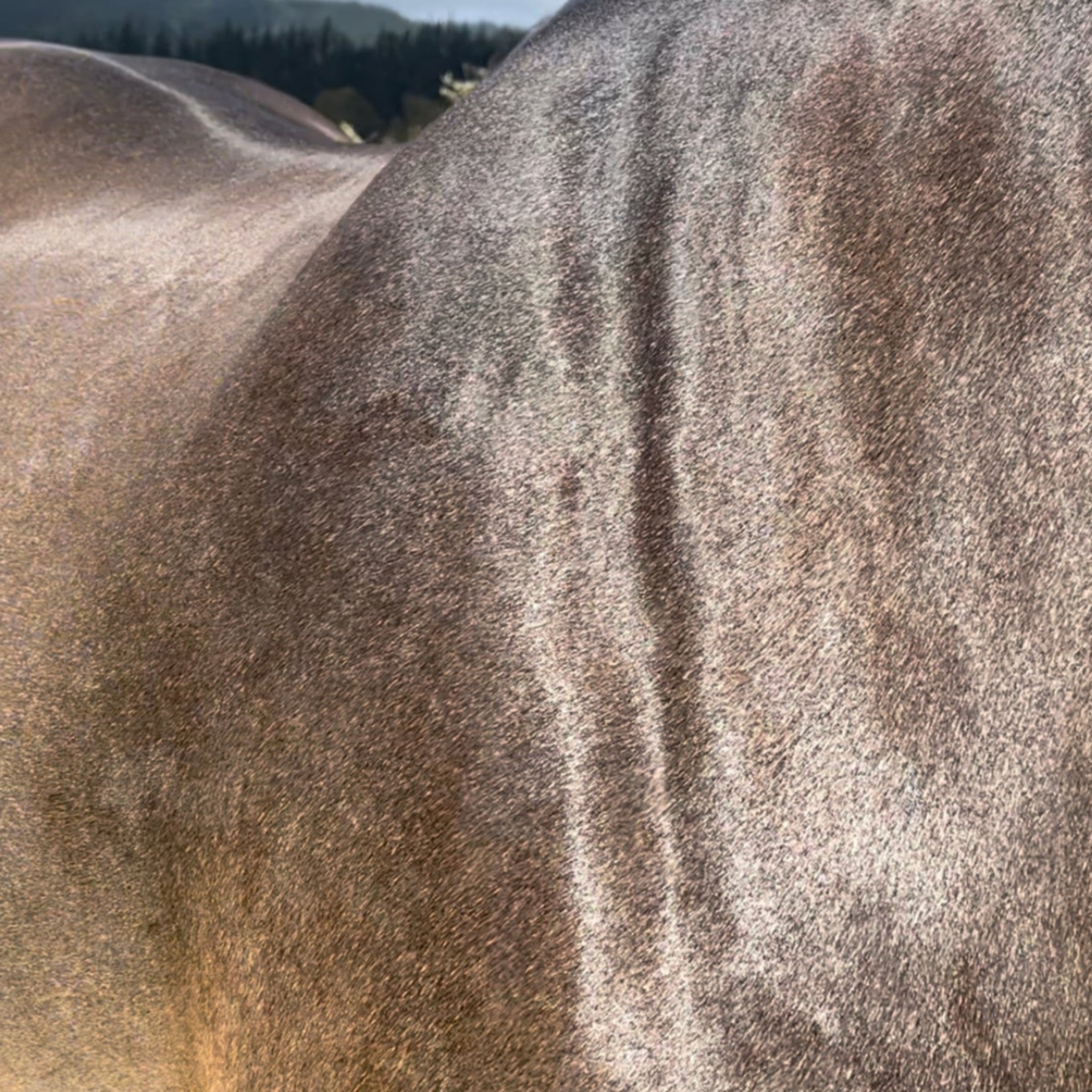 Clean & Shine Grooming Bundle