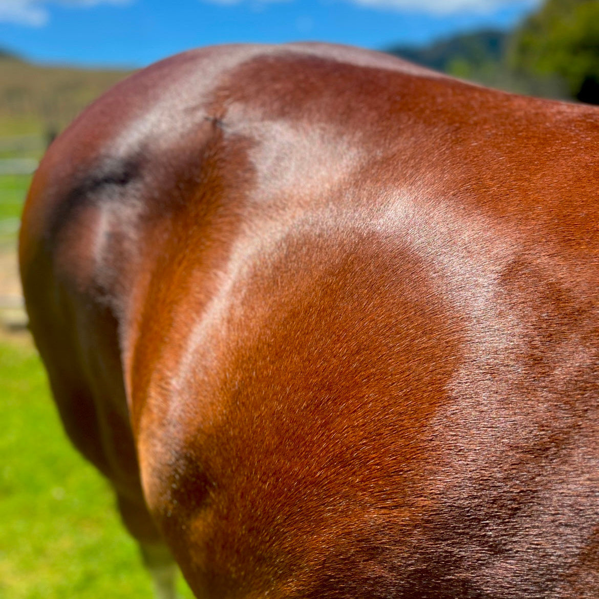 Eco Glow Coat Shine