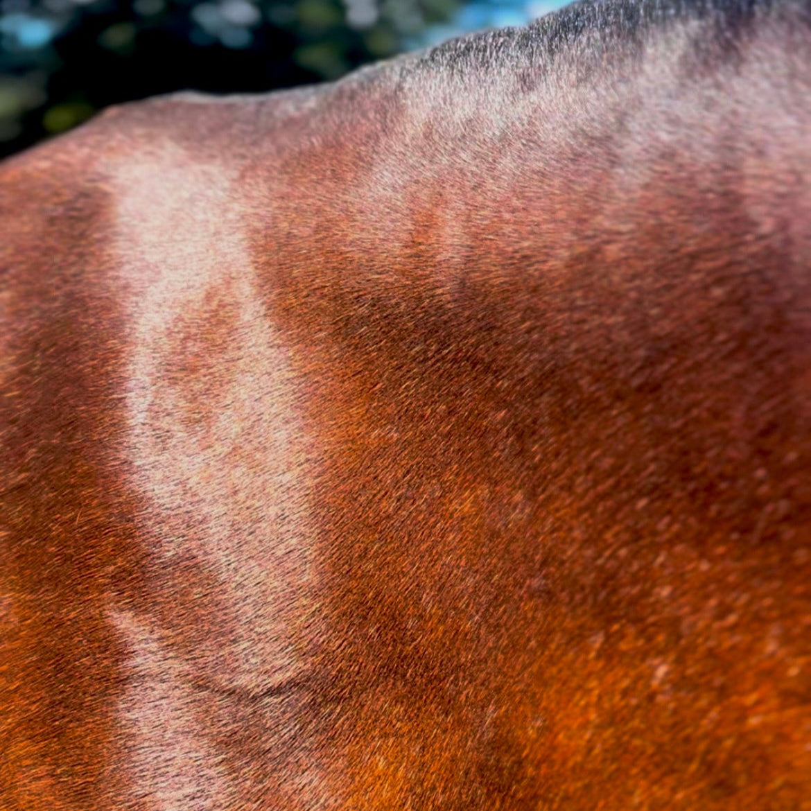Eco Glow Coat Shine