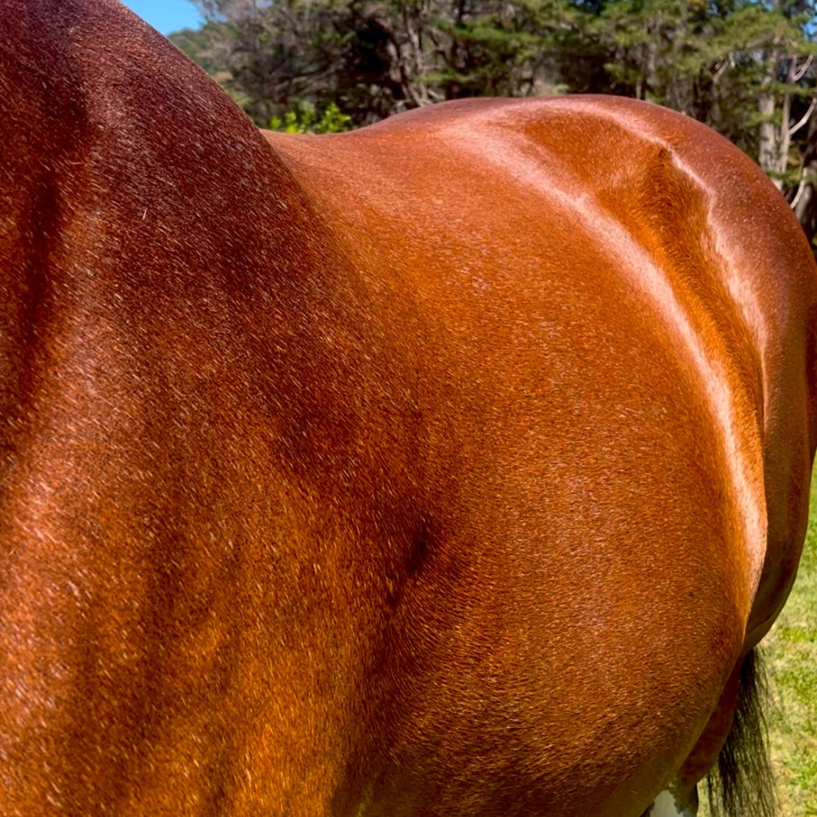 Eco Glow Coat Shine