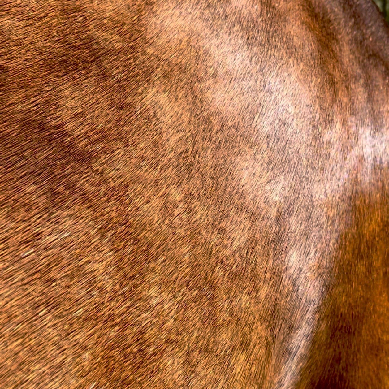 Linseed Shine Shampoo