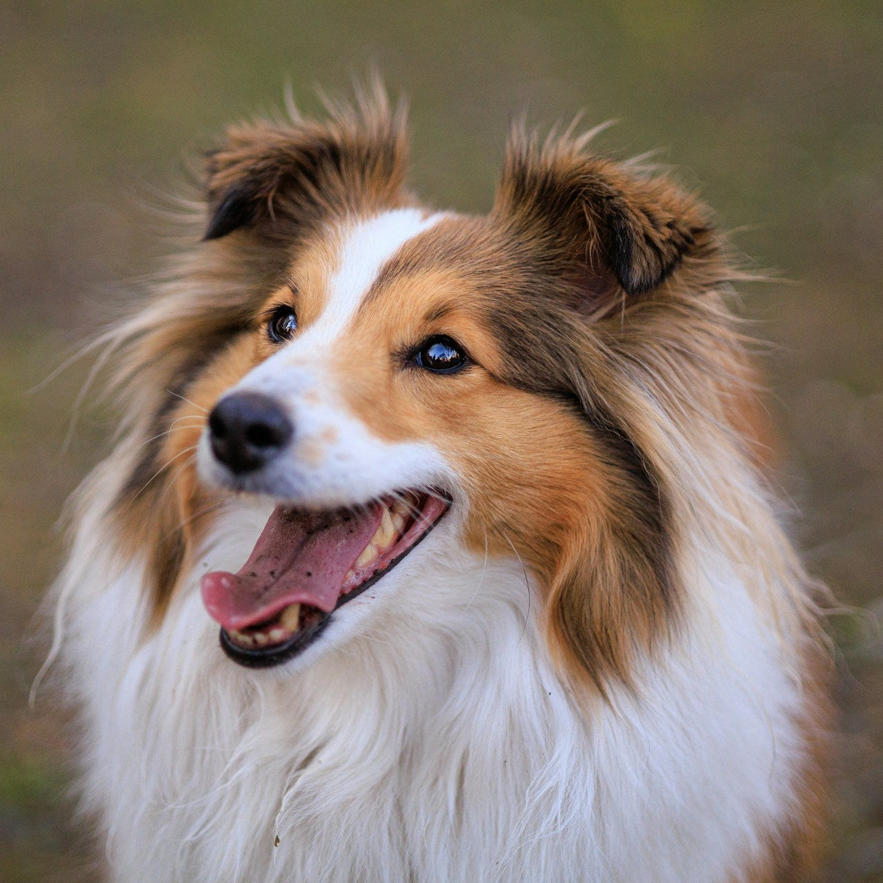 Eco Dog Knots Away Coat Spray