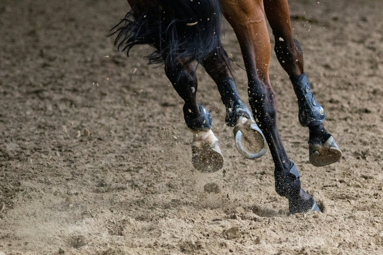 Winter Hoof Care