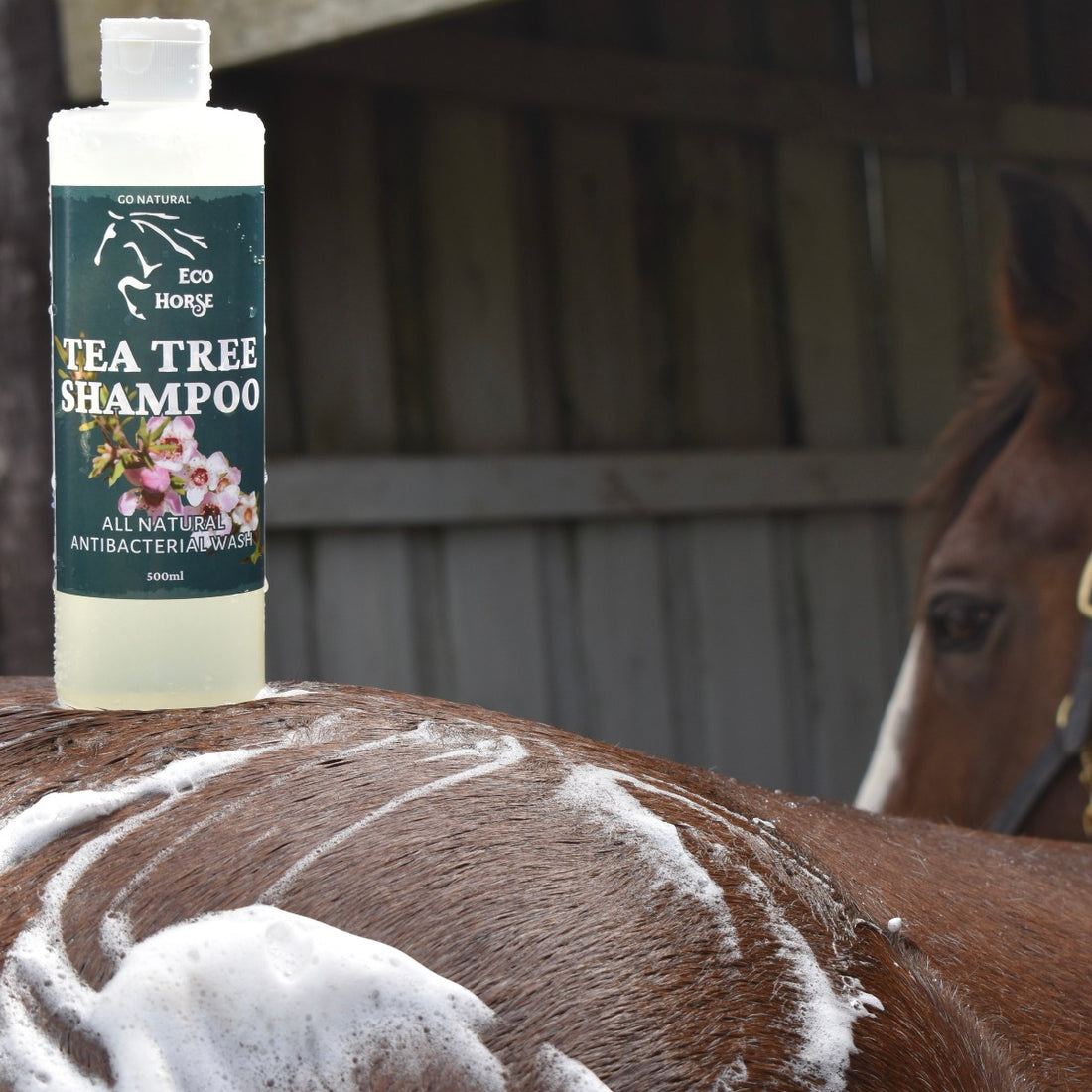 Tea Tree Shampoo