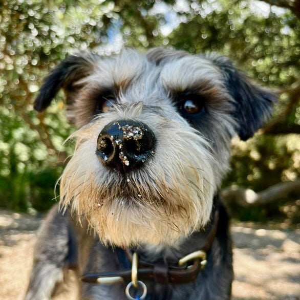 Eco Dog Snozz &amp; Paw Natural Balm