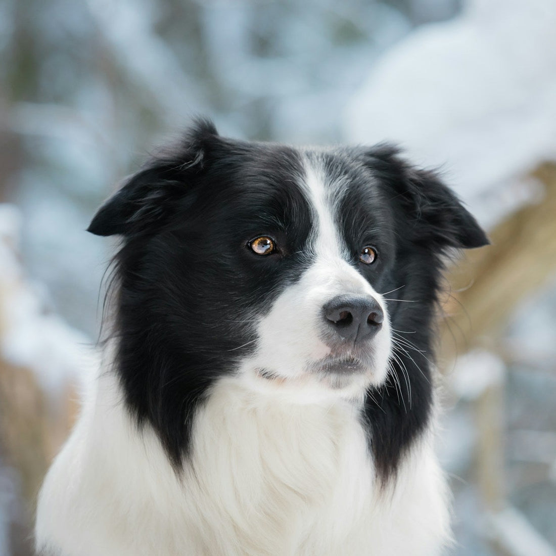 Eco Dog Charcoal Sham-Pooch