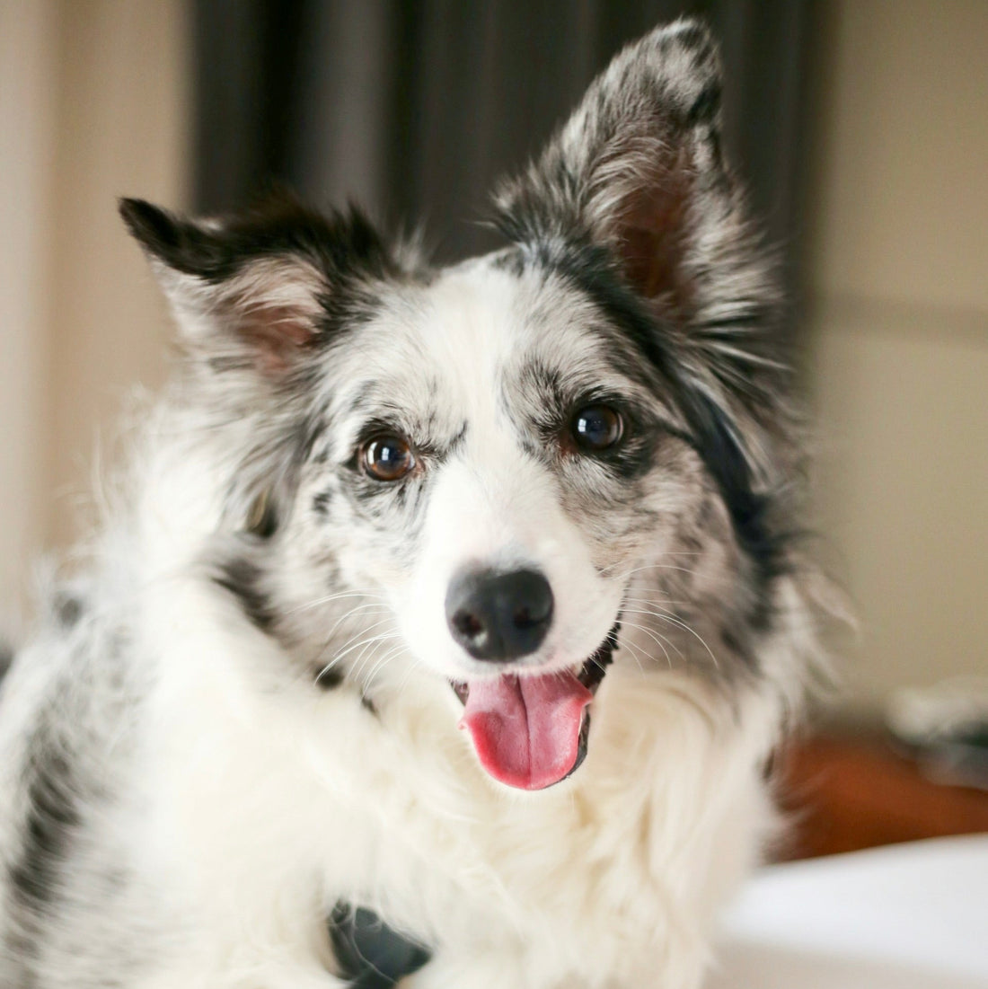 Eco Dog Whiff Away Coat Spray