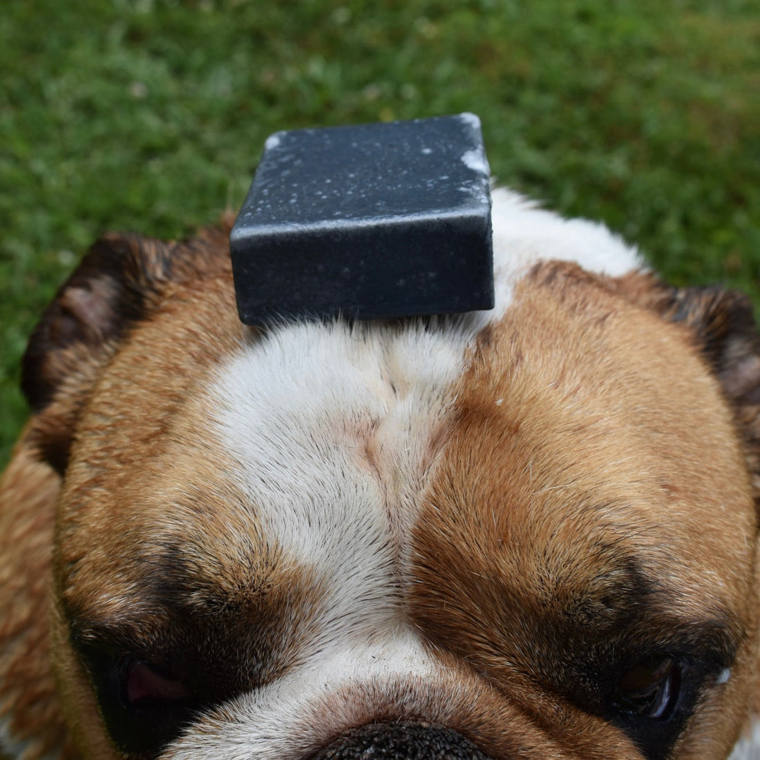 Eco Dog Chunky Charcoal Soap Block