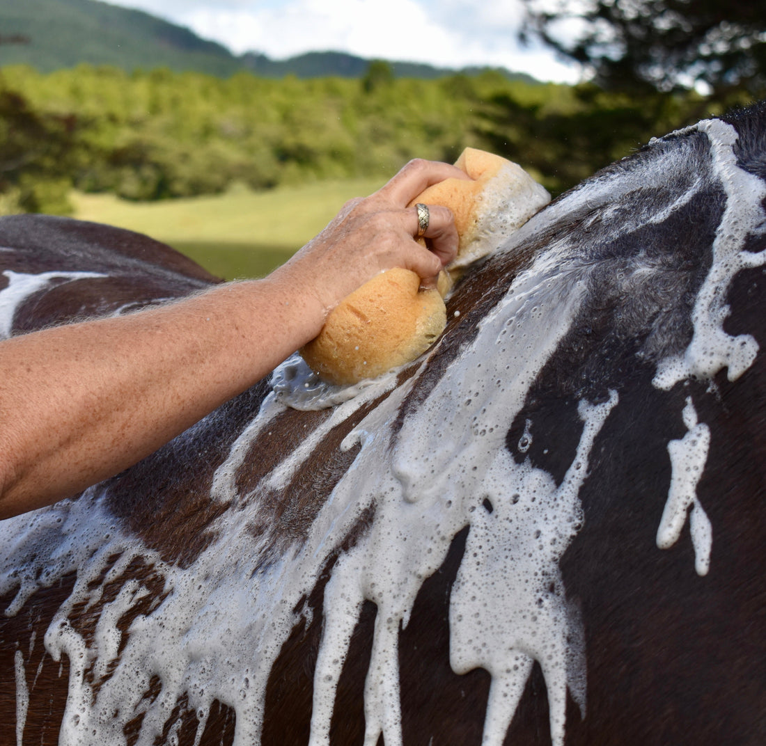 Clean &amp; Shine Grooming Bundle