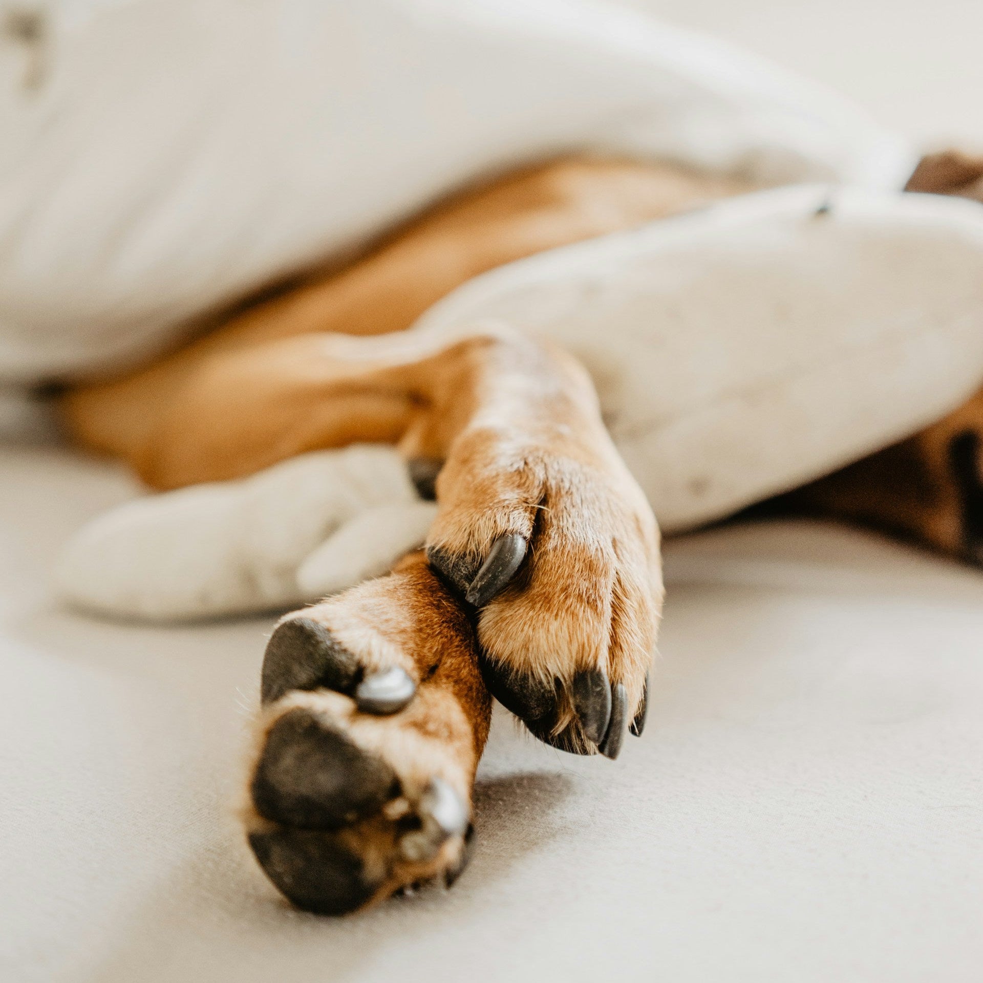 Eco Dog Snozz &amp; Paw Natural Balm