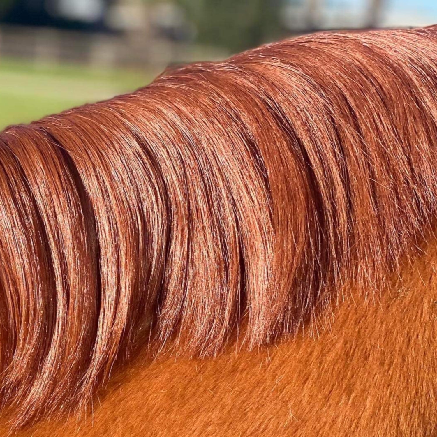 Leave-In Conditioner