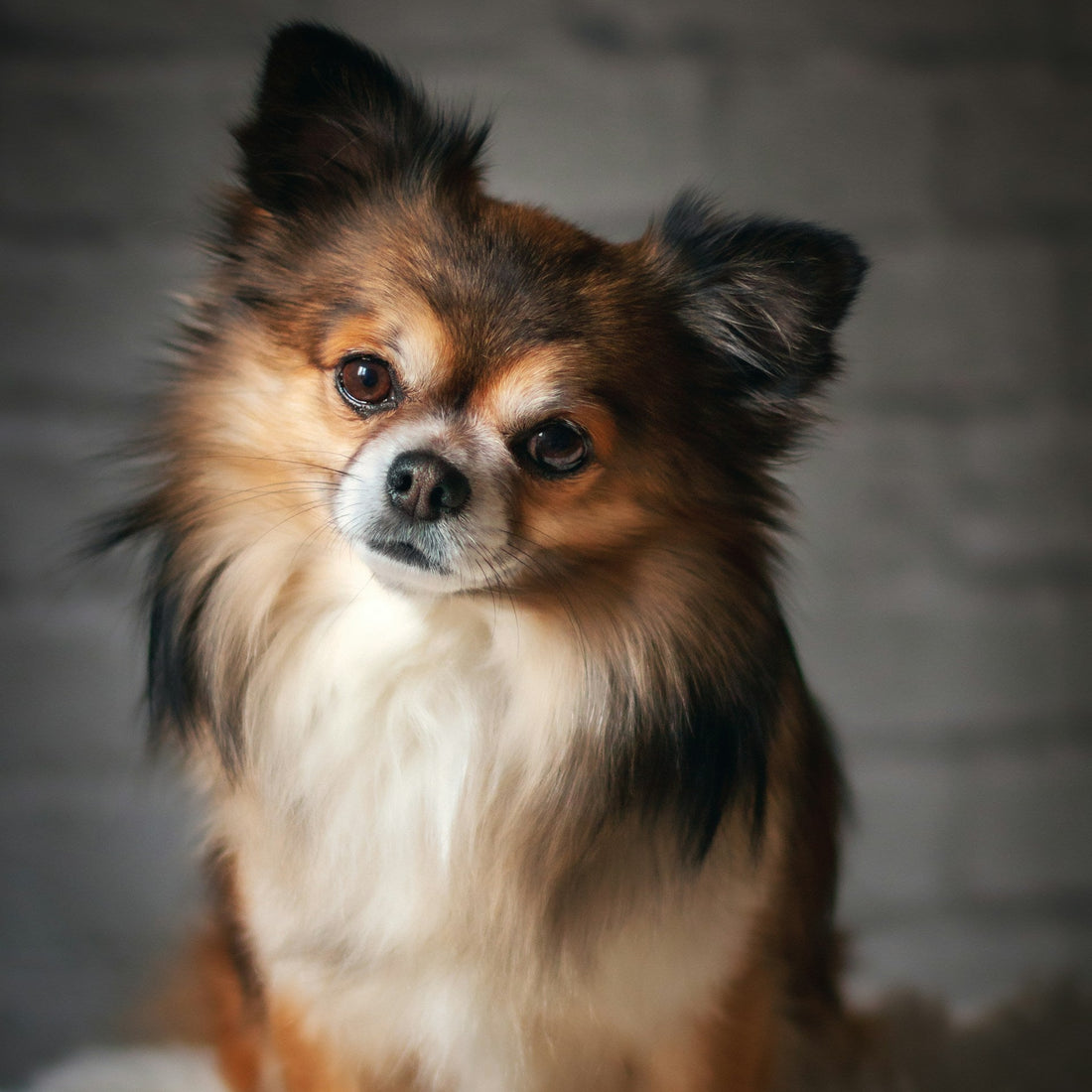 Eco Dog Whiff Away Coat Spray