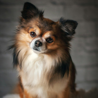 Eco Dog Whiff Away Coat Spray
