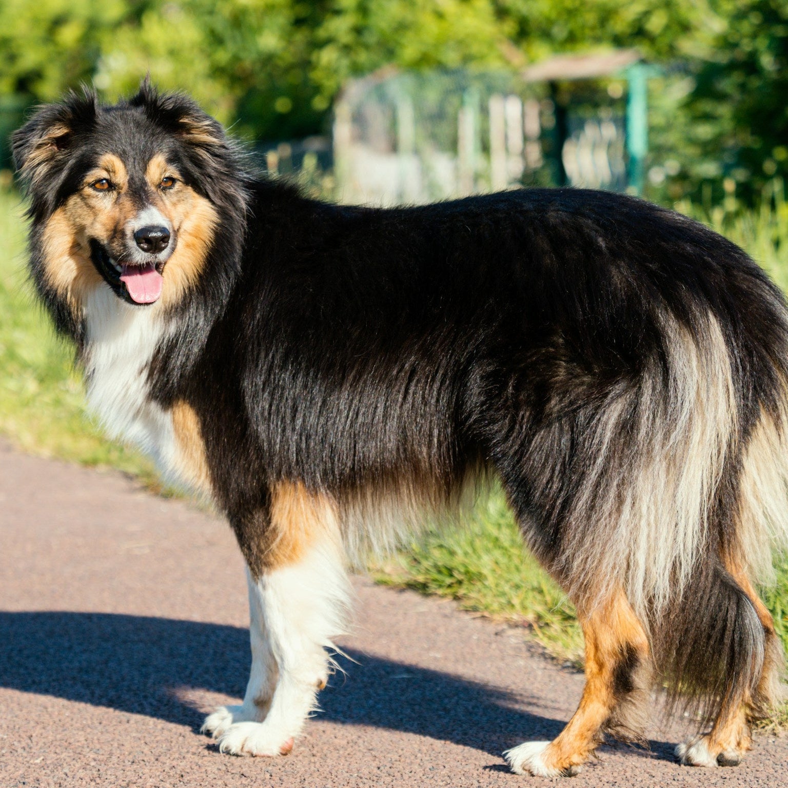 Eco Dog Hydrating Coat Conditioner