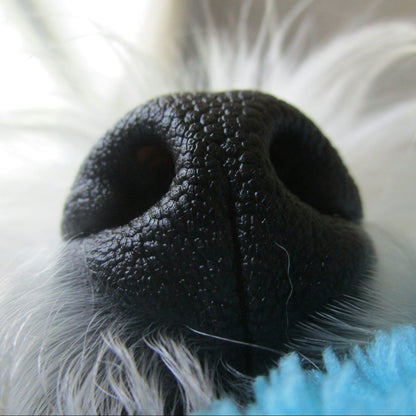 Eco Dog Snozz &amp; Paw Natural Balm