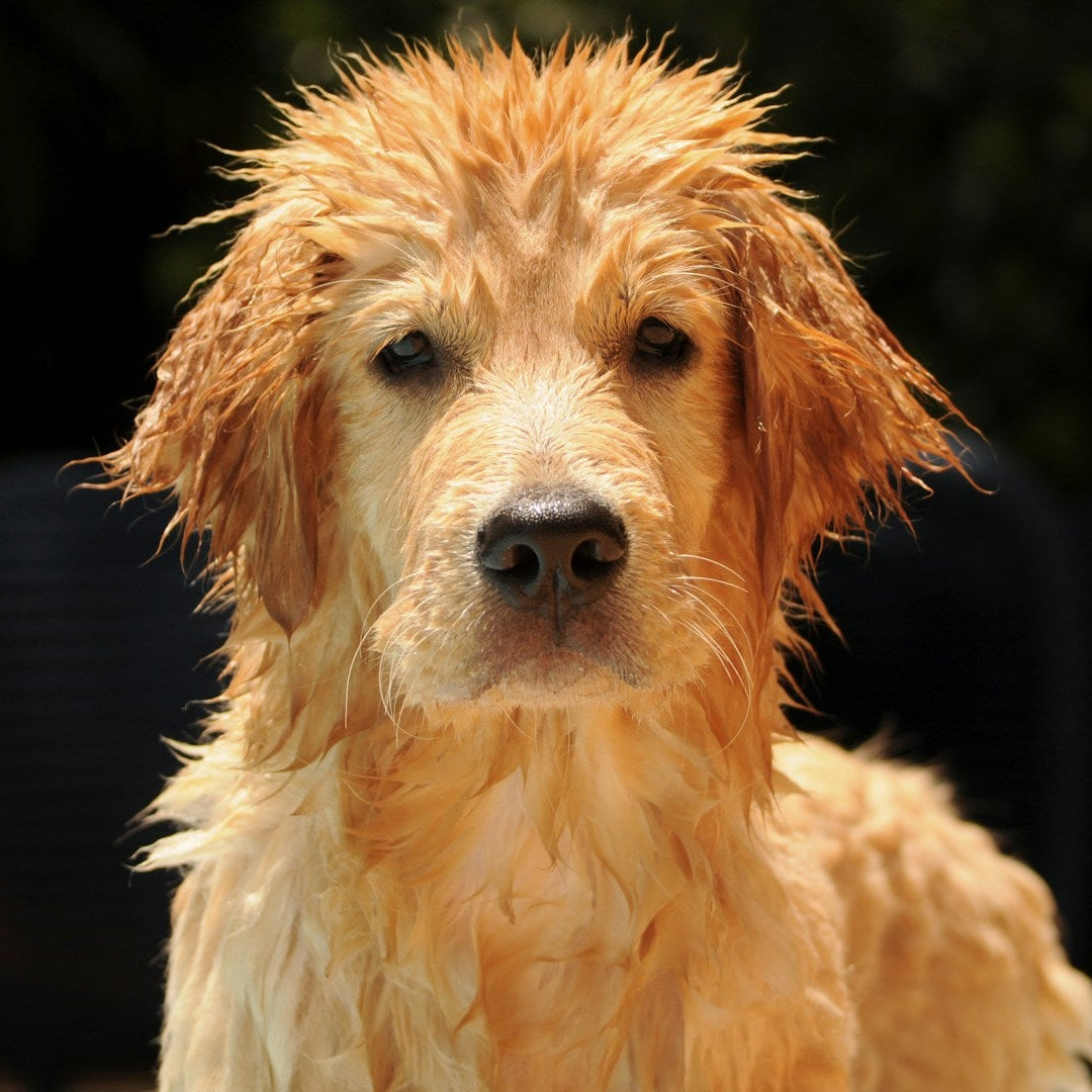 Eco Dog Berrilicious Sham-Pooch