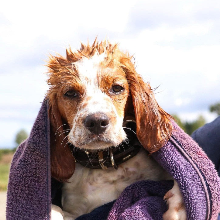 Eco Dog Pure Paws Soap Block
