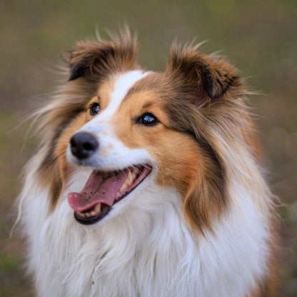 Eco Dog Knots Away Coat Spray