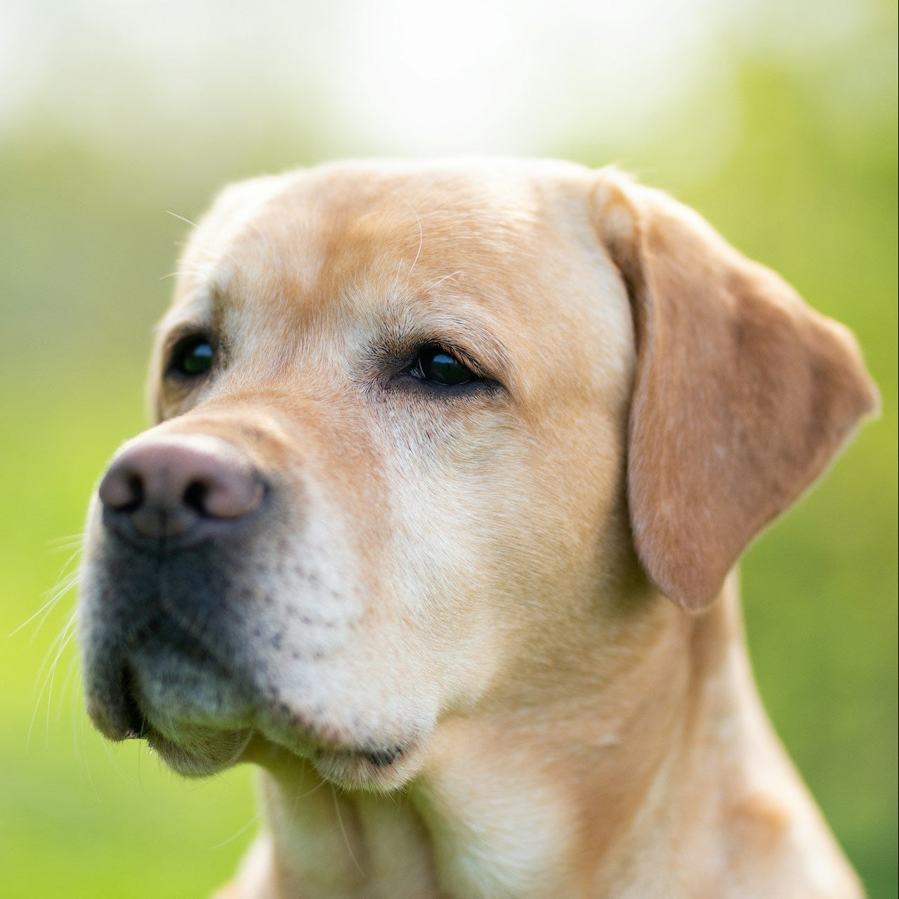 Eco Dog Oatmeal Coconut Sham-Pooch