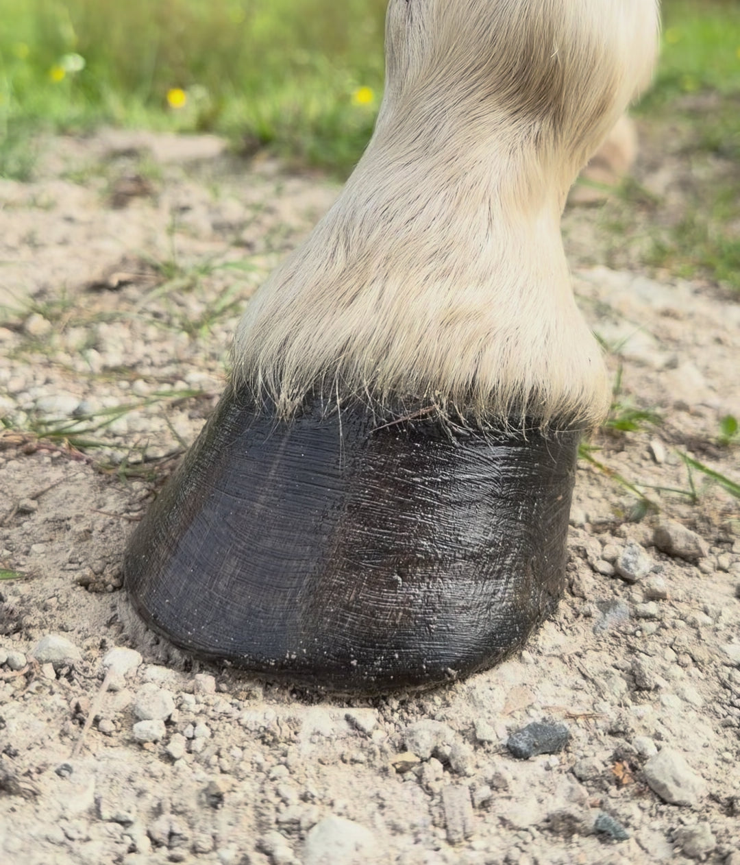 Pocket Hoof Brush