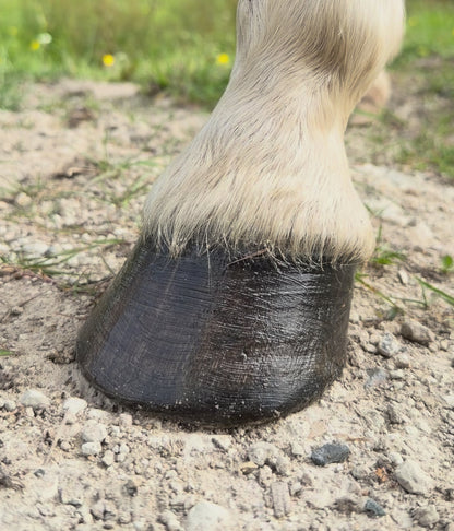 Pocket Hoof Brush