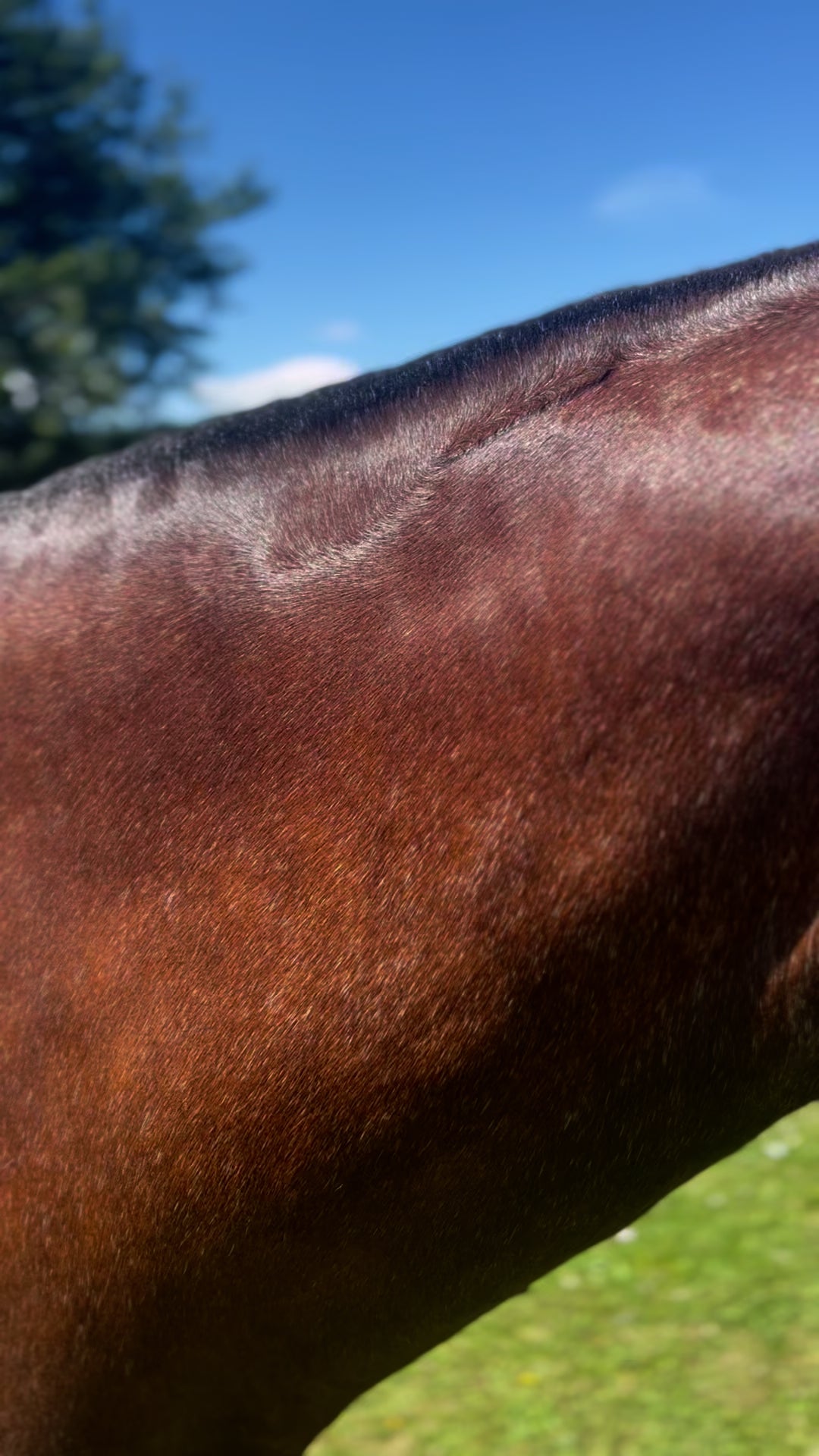 Eco Glow Coat Shine