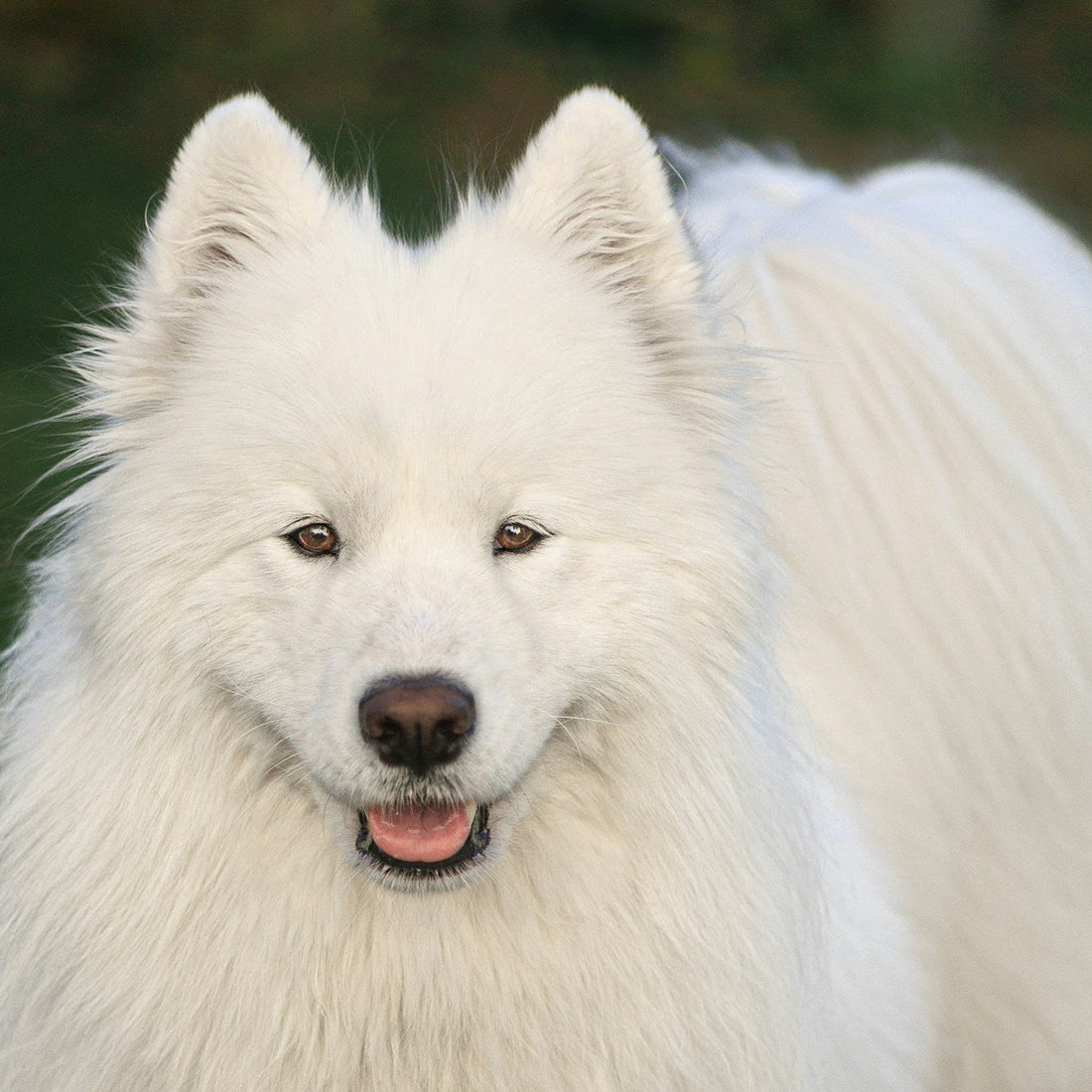 Eco Dog Blurple Sham-Pooch