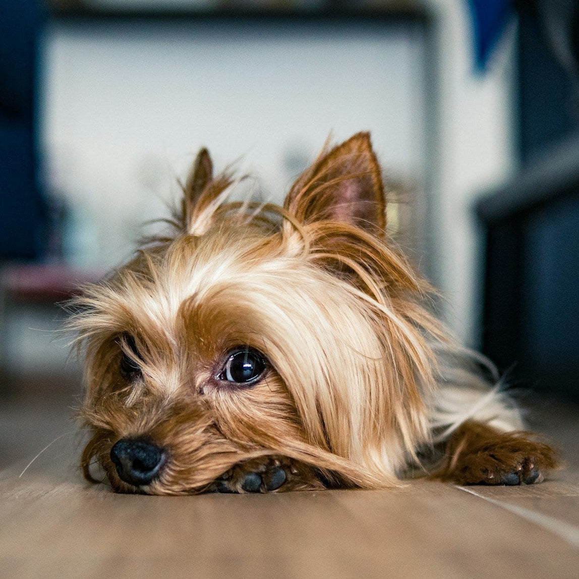 Eco Dog Honey Hero Balm