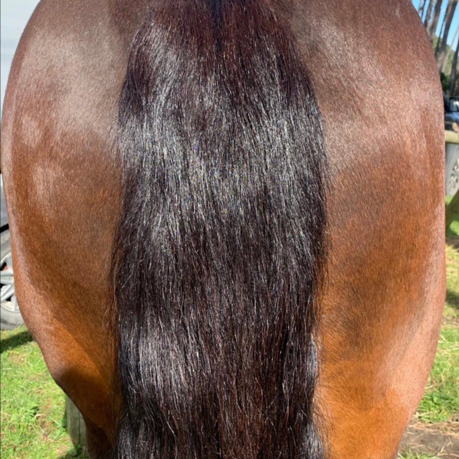 REFILL POUCH Detangle &amp; Shine