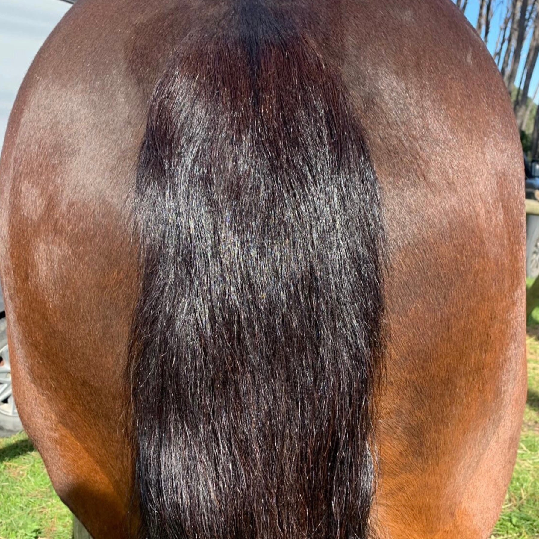 Detangle & Shine for Horses Manes & Tails. Natural Eco Horse