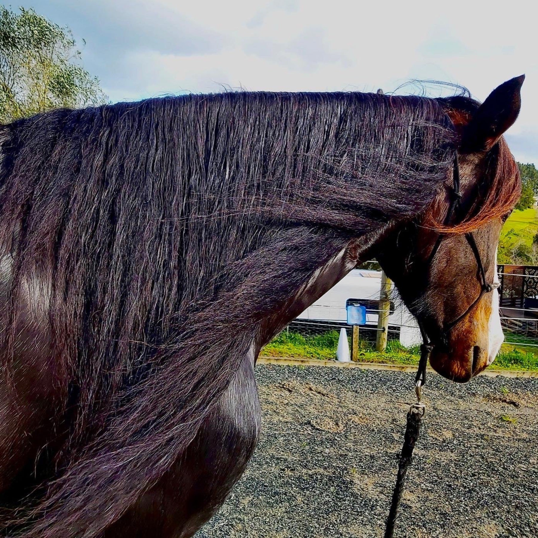 Detangle & Shine for Horses Manes & Tails. Natural Eco Horse