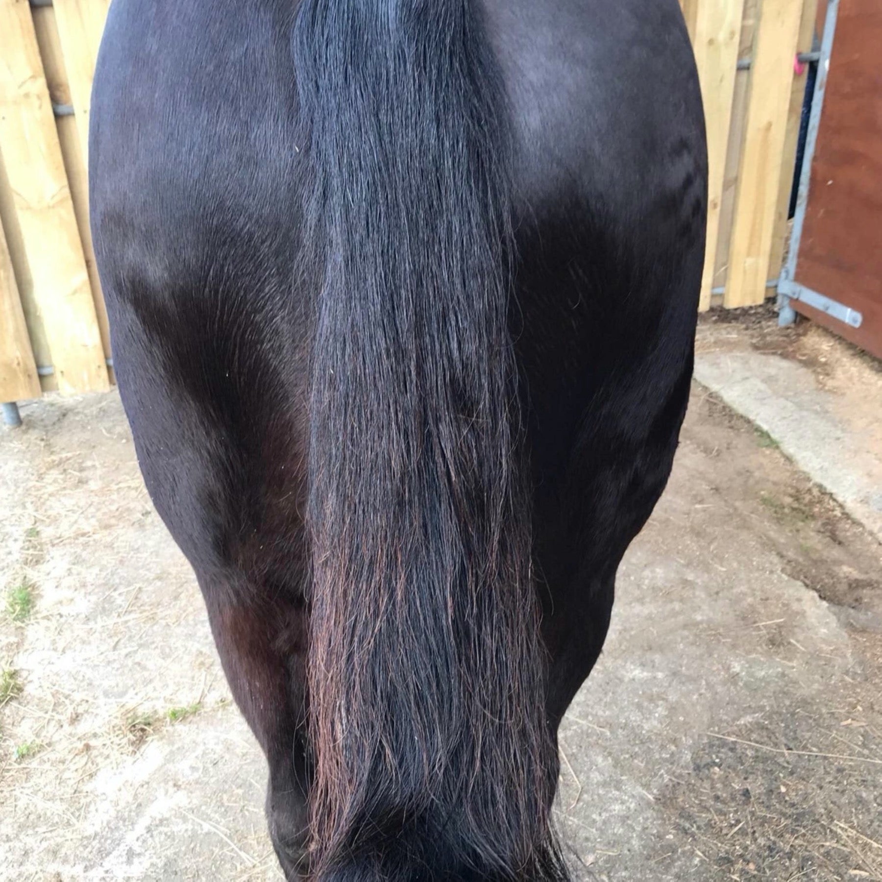 Detangle & Shine for Horses Manes & Tails. Natural Eco Horse